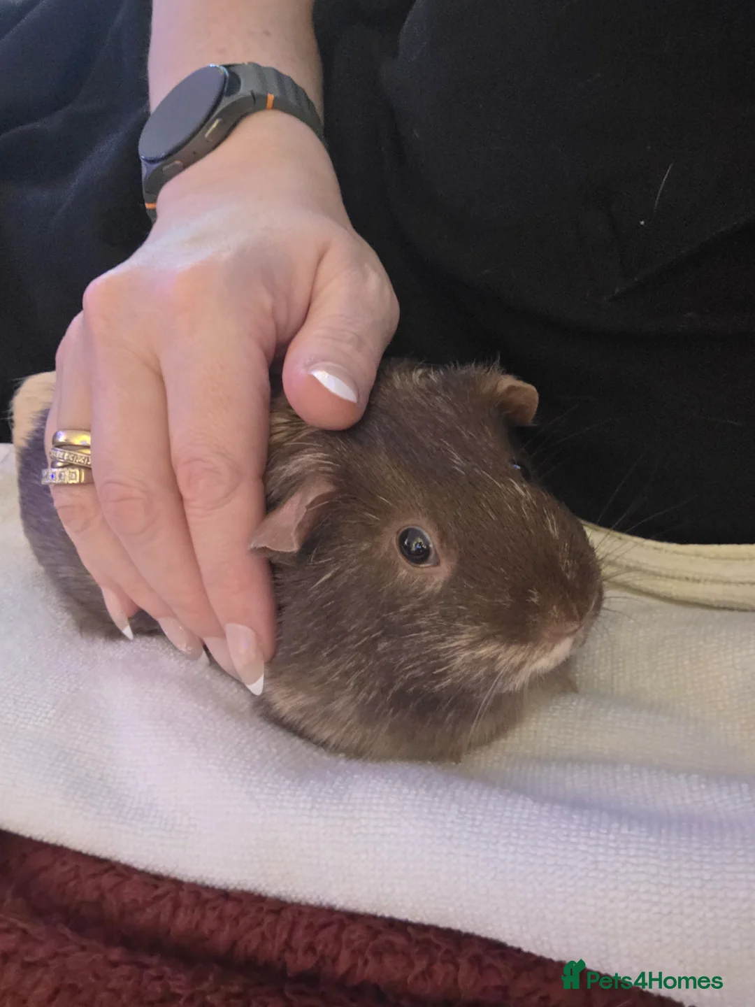 Guinea Pig rodents for sale: Female Guinea Pigs  in Oxford - Advert 2