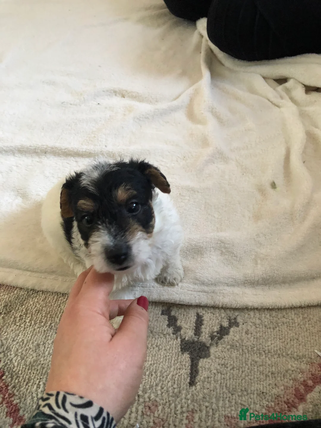 Jack Russell dogs for stud: Proven rough coated JR *REAL GEM OF A DOG* in Bristol - Advert 11
