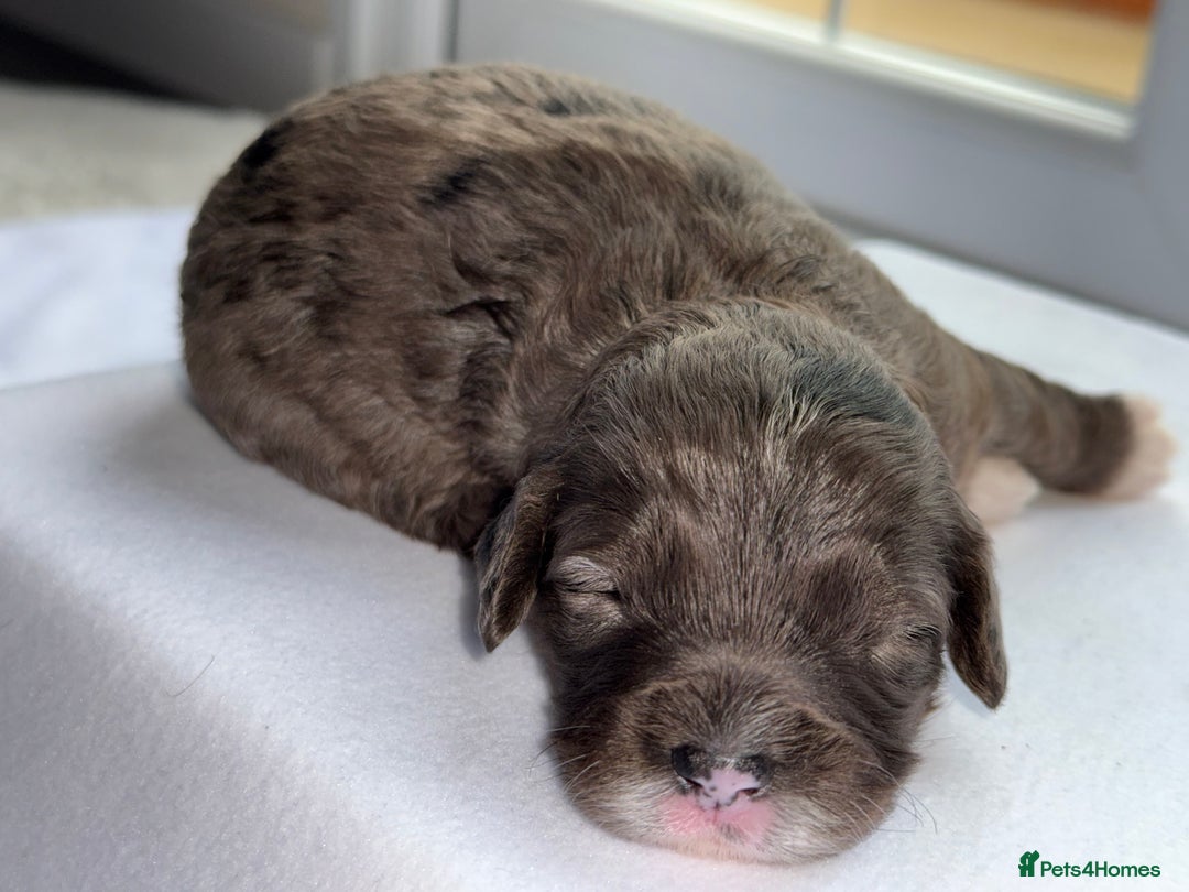 Cockapoo dogs for sale: F1B TOY COCKAPOO’S - Advert 19