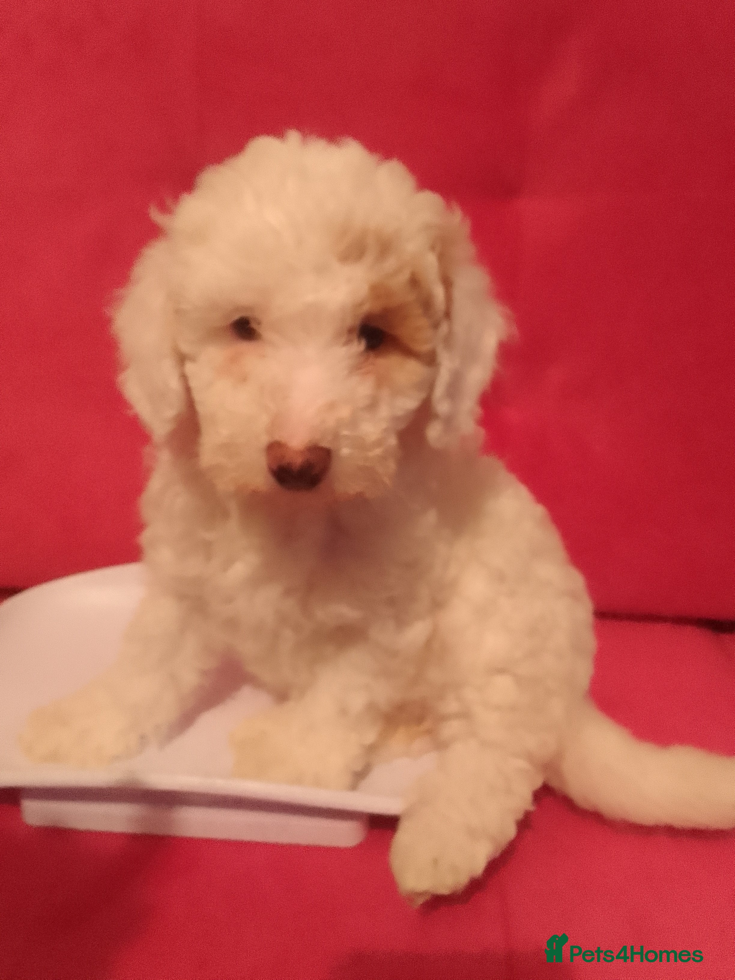 Cockapoo dogs F1 Cockapoo for sale - Advert 2