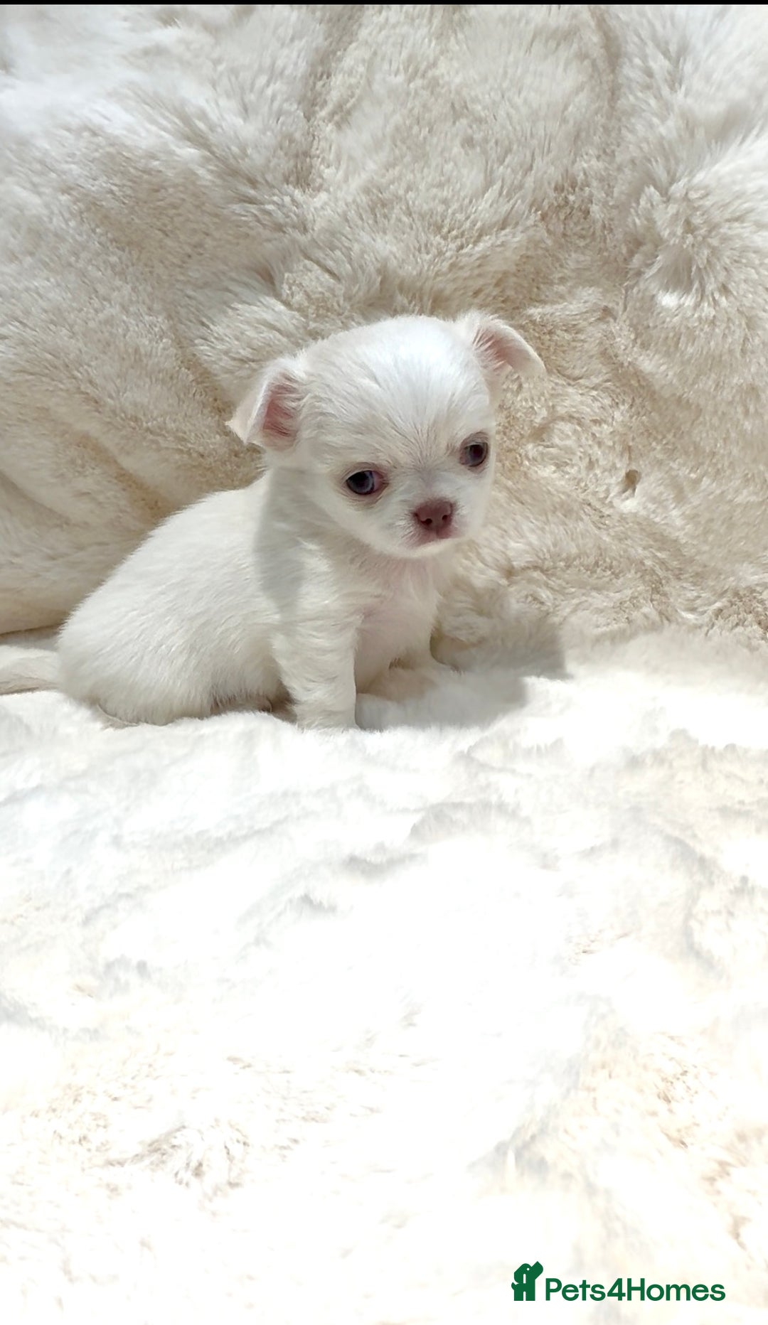 Chihuahua dogs for sale: QUALITY LONG COAT KC CHIHUAHUA PUPPIES  - Advert 34