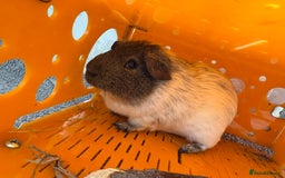 Guinea Pig rodents for sale: Two male guinea pigs and their Guinea Loft cage - Image 7