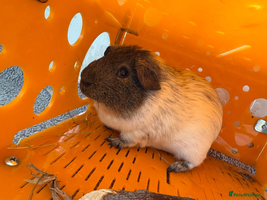 Guinea Pig rodents for sale: Two male guinea pigs and their Guinea Loft cage - Image 7