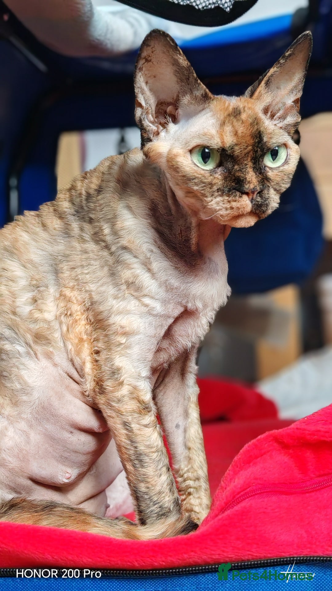 Devon Rex cats for sale: Beautiful DEVON REX  - Advert 5