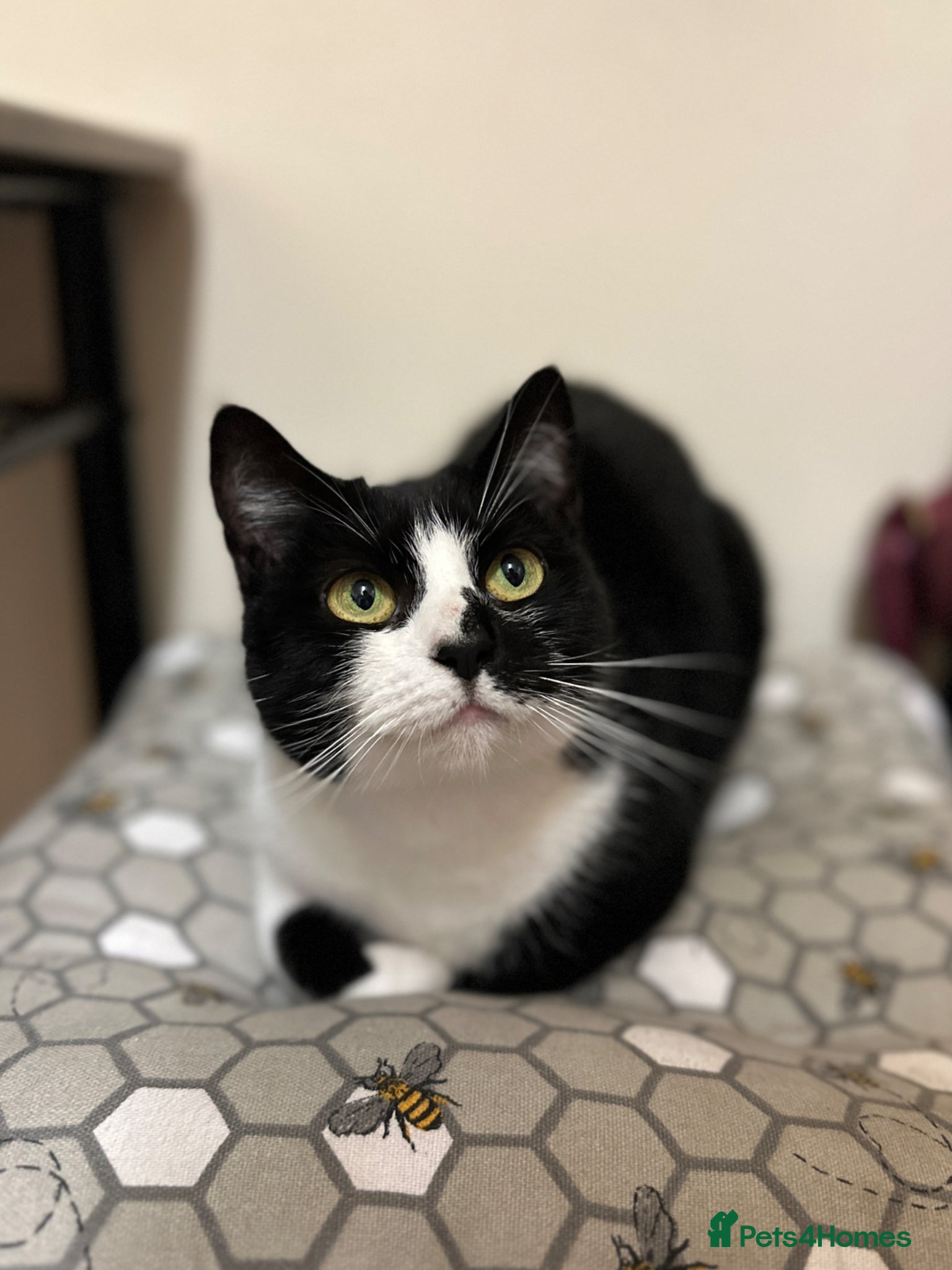 Mixed Breed cats Luna - please read description  - Advert 1