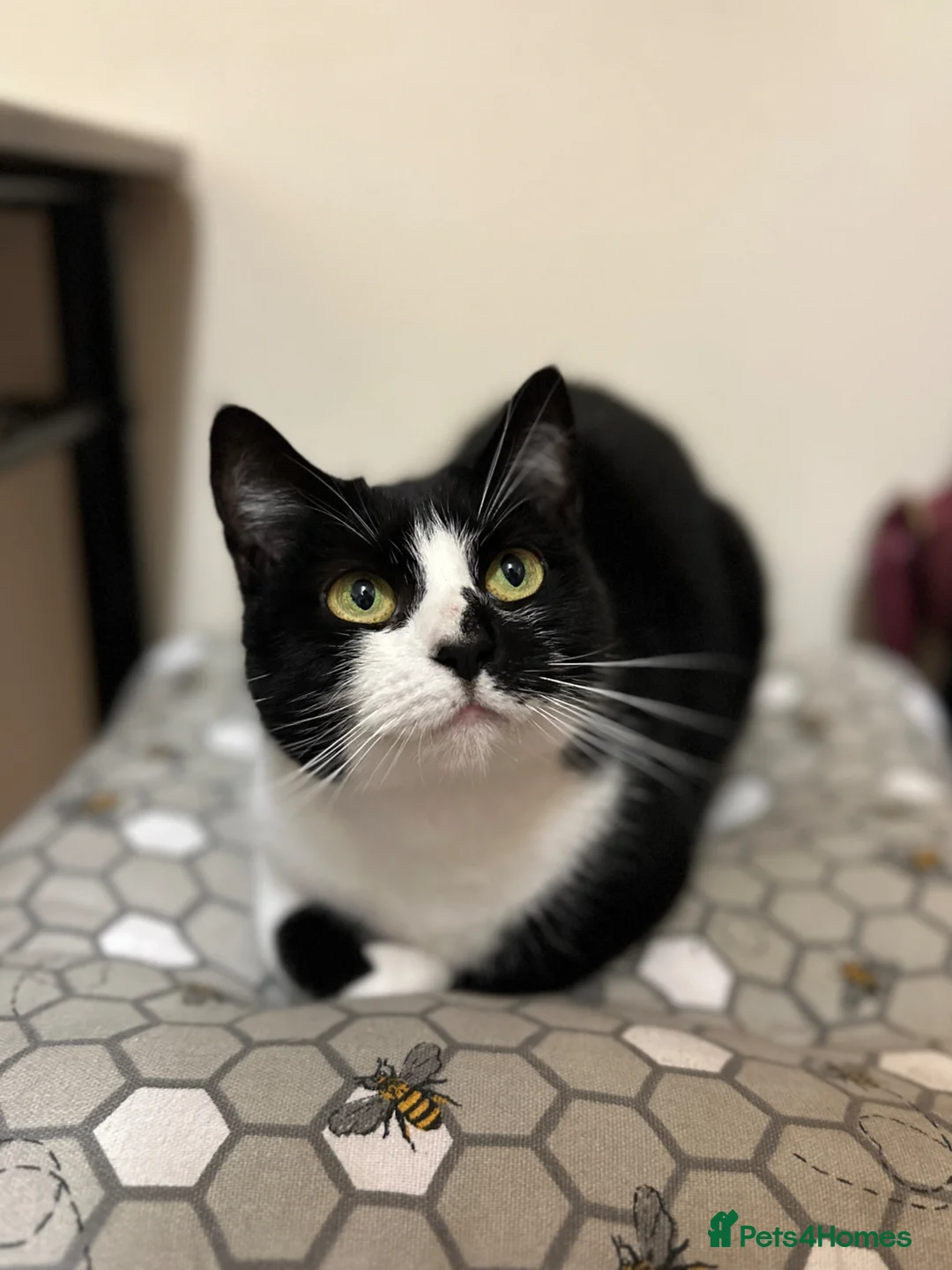 Mixed Breed cats for sale: Luna - please read description  - Advert 1