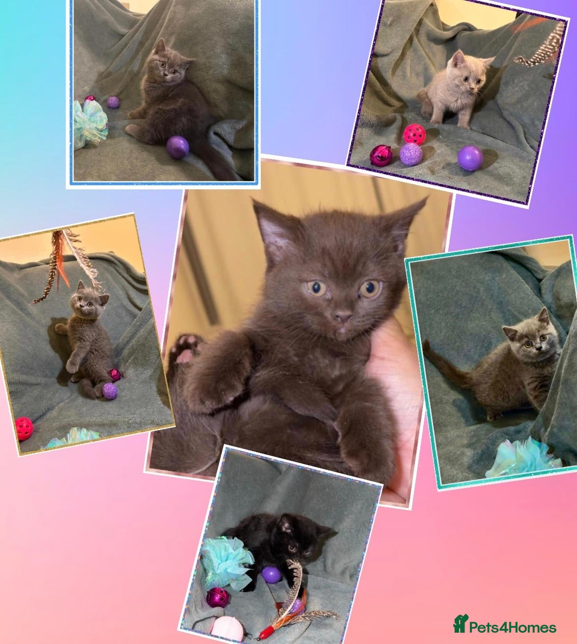 British Shorthair cats PURE BREED BSH CHUNKY KITTENS - Advert 1