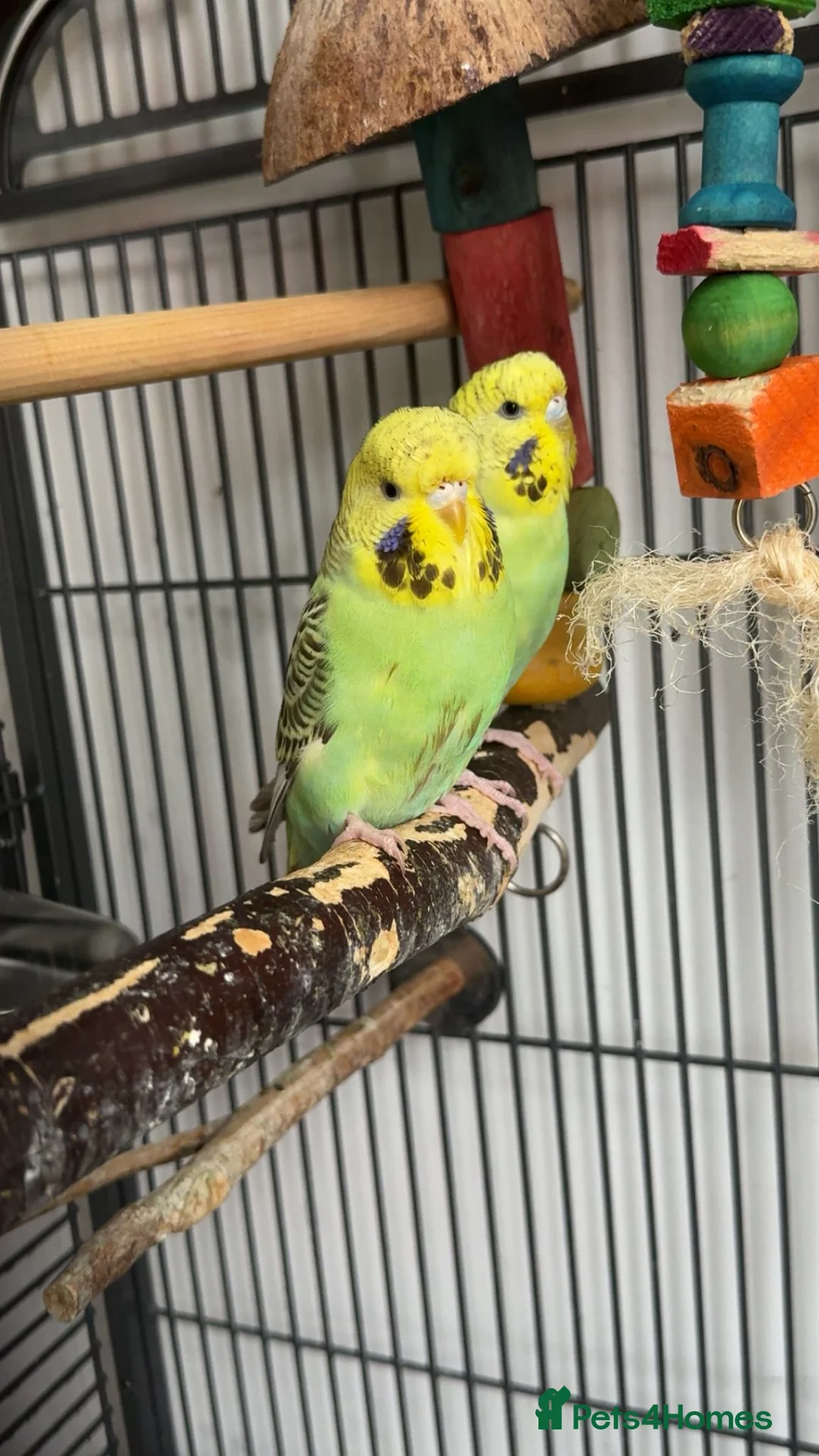 Budgerigars birds for sale: Female budgie - Advert 1