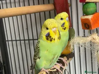 Budgerigars birds Female budgie - Advert 2