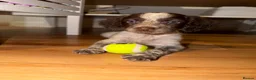 Cockapoo dogs for sale: Cockapoo puppy for sale🐾 - Advert 1