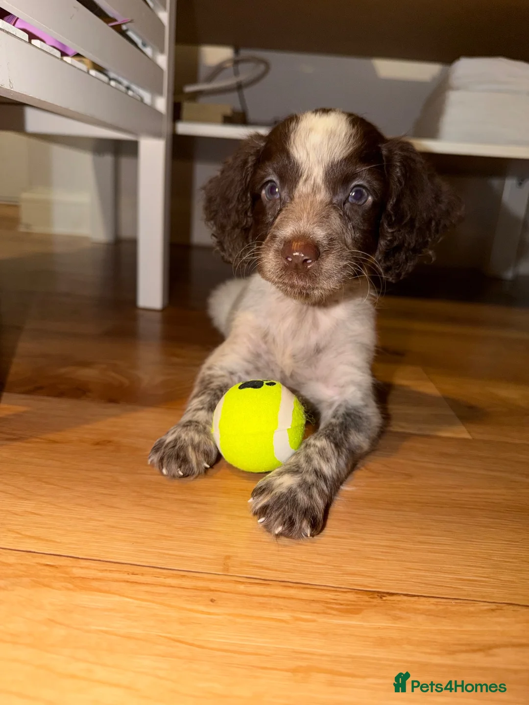 Cockapoo dogs for sale: Cockapoo puppy for sale🐾 - Advert 1