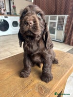 Cocker Spaniel dogs - Advert 4