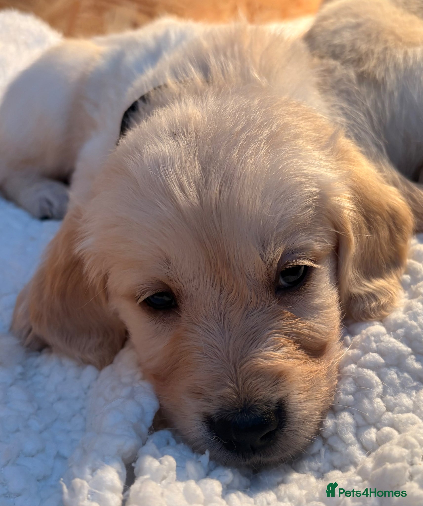 Golden Retriever dogs Beautiful golden retriever puppies - Advert 2