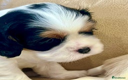 Cavalier King Charles Spaniel dogs for sale: Champion Sired KC Reg Cavalier King Charles  - Image 35