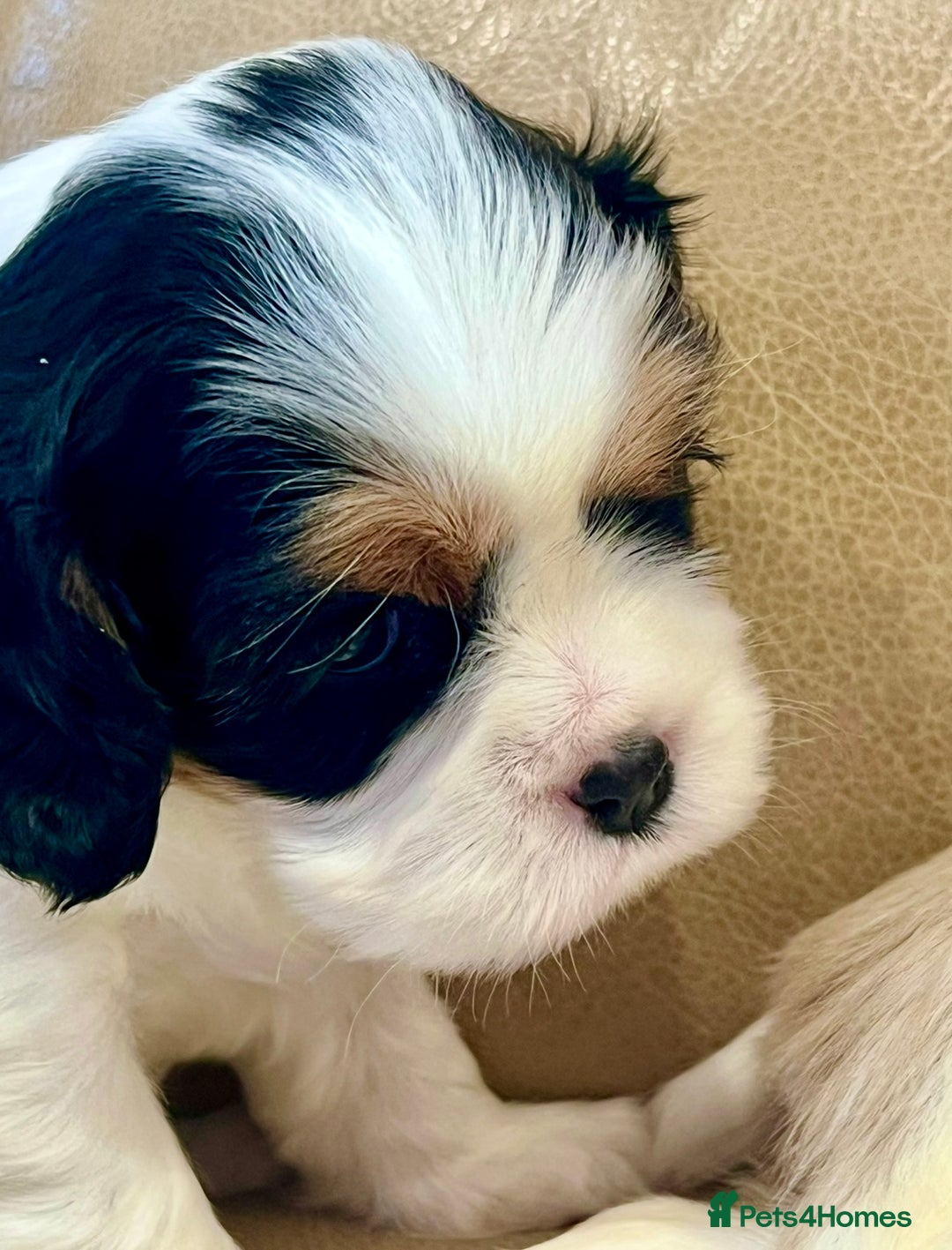 Cavalier King Charles Spaniel dogs for sale: Champion Sired KC Reg Cavalier King Charles  - Image 35