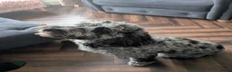 Cockapoo dogs for sale: Merlin in Hinckley - Advert 5