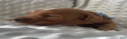 Cockapoo dogs for sale:  F1b American Cockapoos * Health Tested Parents * - Advert 12