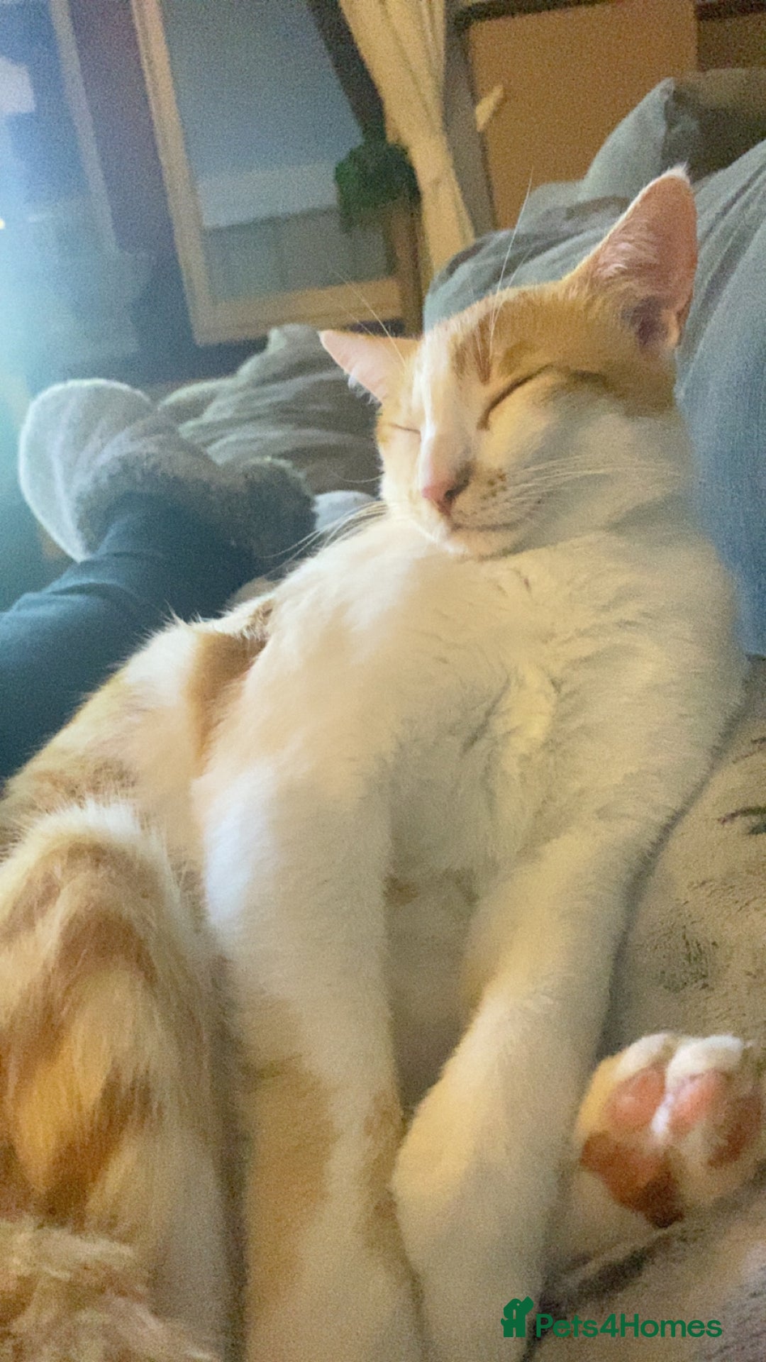 Arabian Mau cats for sale: 2 loving Sibling cats  - Advert 8