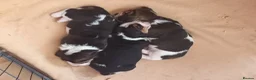 Basset Hound dogs for stud: Basset Hound Proven Stud - Advert 27