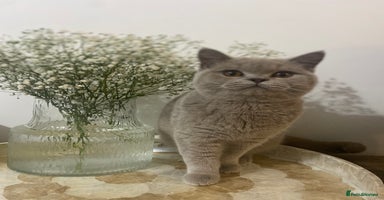 British Shorthair cats - Advert 12