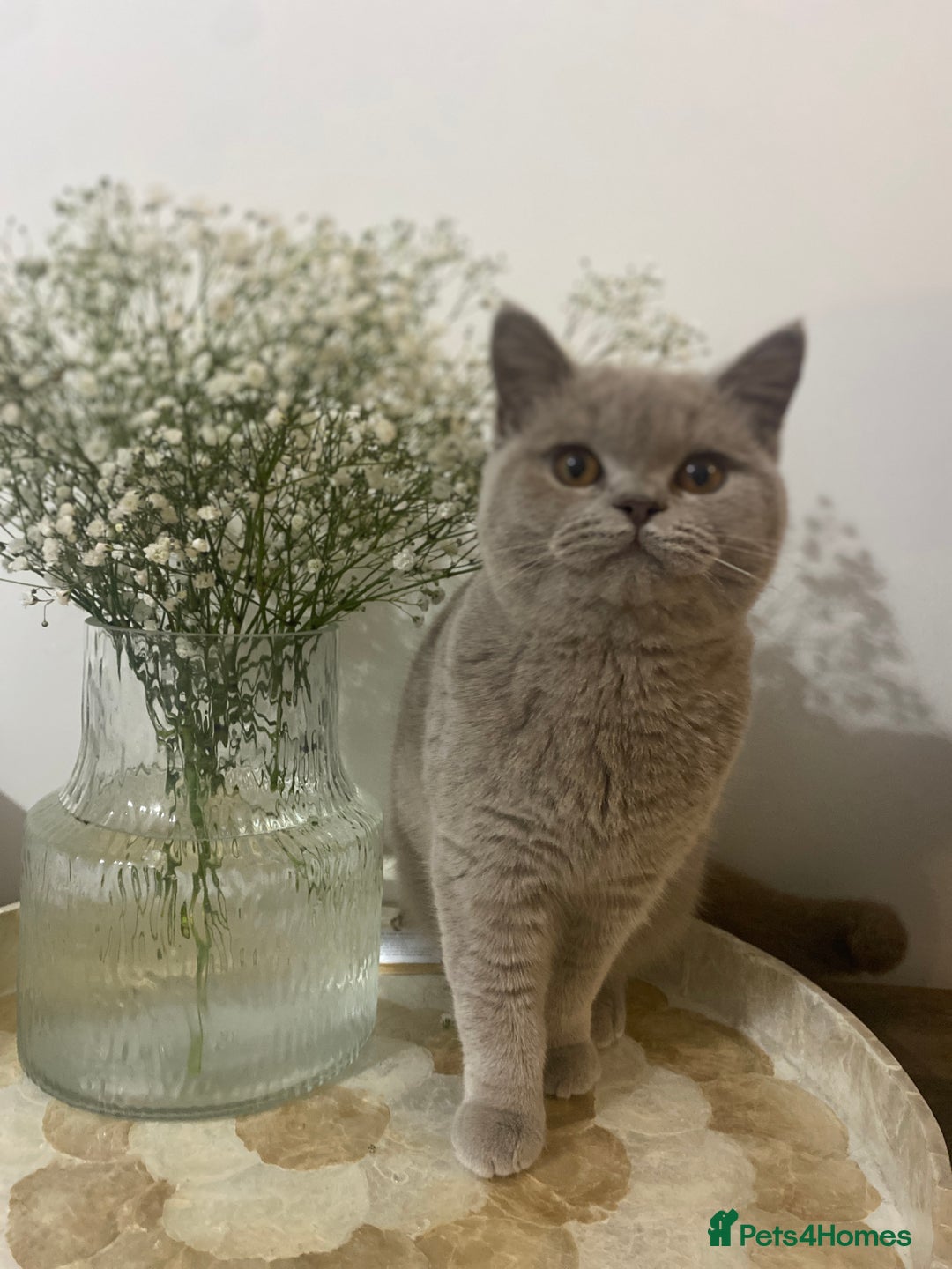 British Shorthair cats for sale: 👑 LILAC BSH reg GCCF LAST GIRL 👑 - Advert 4