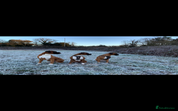 Boxer dogs for sale: Both parents are Heartscored 0 and DM clear KC reg - Image 12