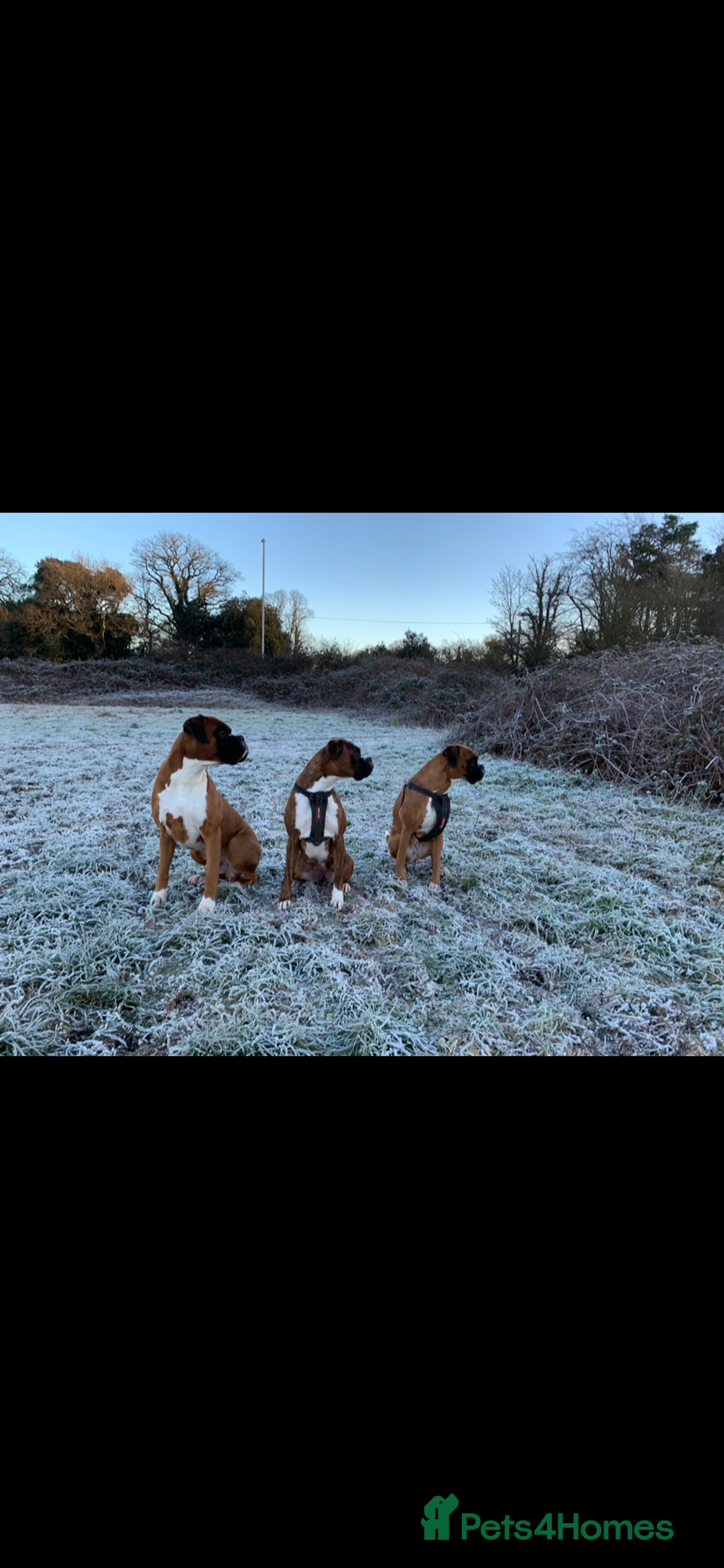 Boxer dogs for sale: Both parents are Heartscored 0 and DM clear KC reg - Image 12