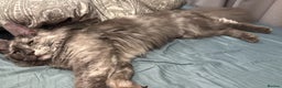 Maine Coon cats for sale: Exceptional Maine Coon Looking for Caring Family - Advert 6