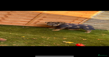 English Bulldog dogs - Advert 3