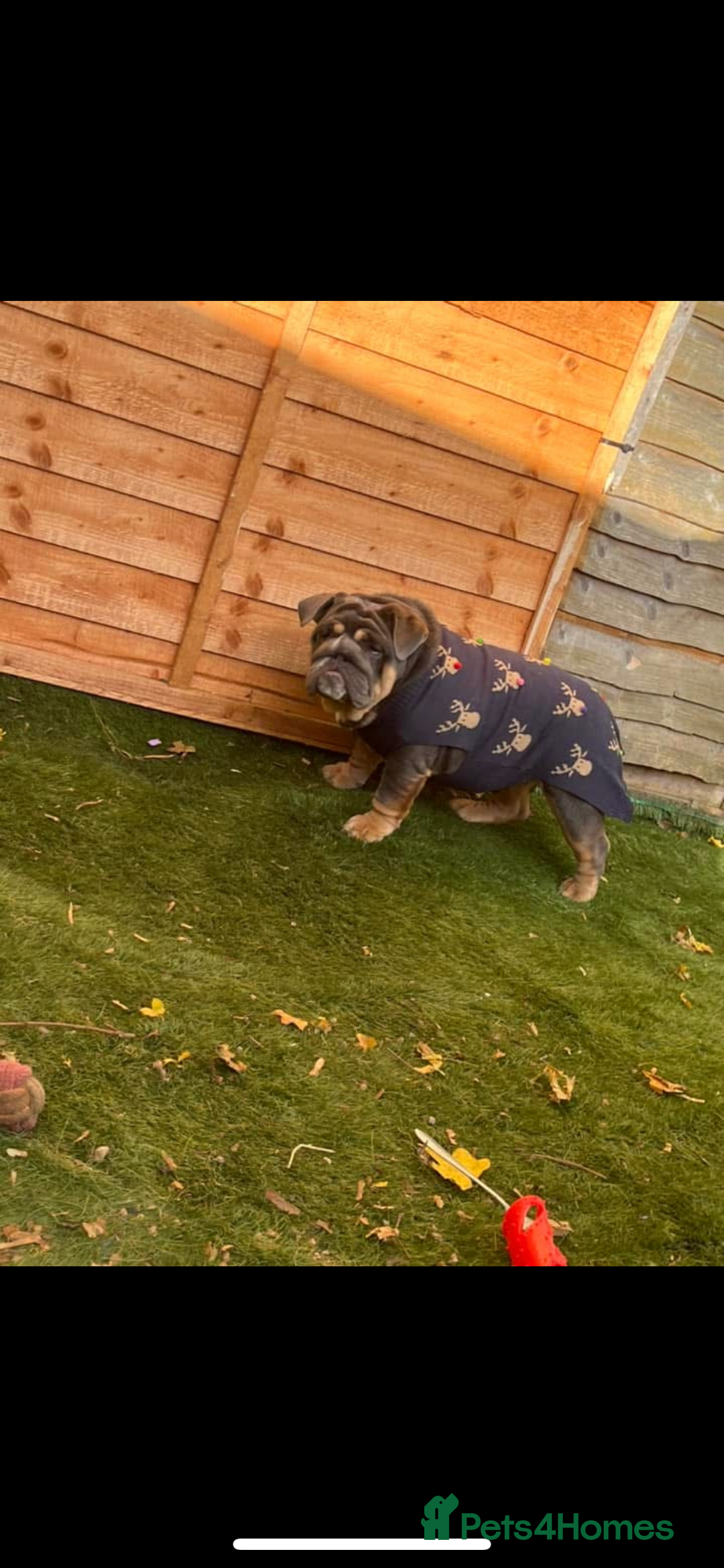 English Bulldog dogs for sale: Kc registered blue girl 2 years old  - Image 2