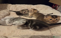 Scottish Fold cats for sale: Scottish folds - Image 5