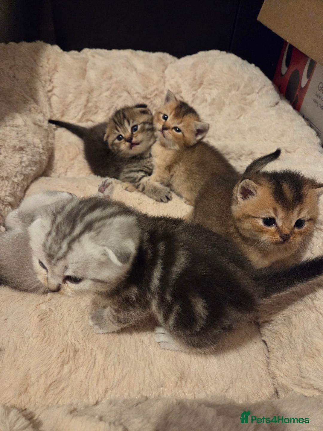 Scottish Fold cats for sale: Scottish folds - Image 5