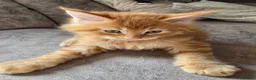 Maine Coon cats for sale: READY AUGUST- Tica Pedigree Maine Coons - Advert 2