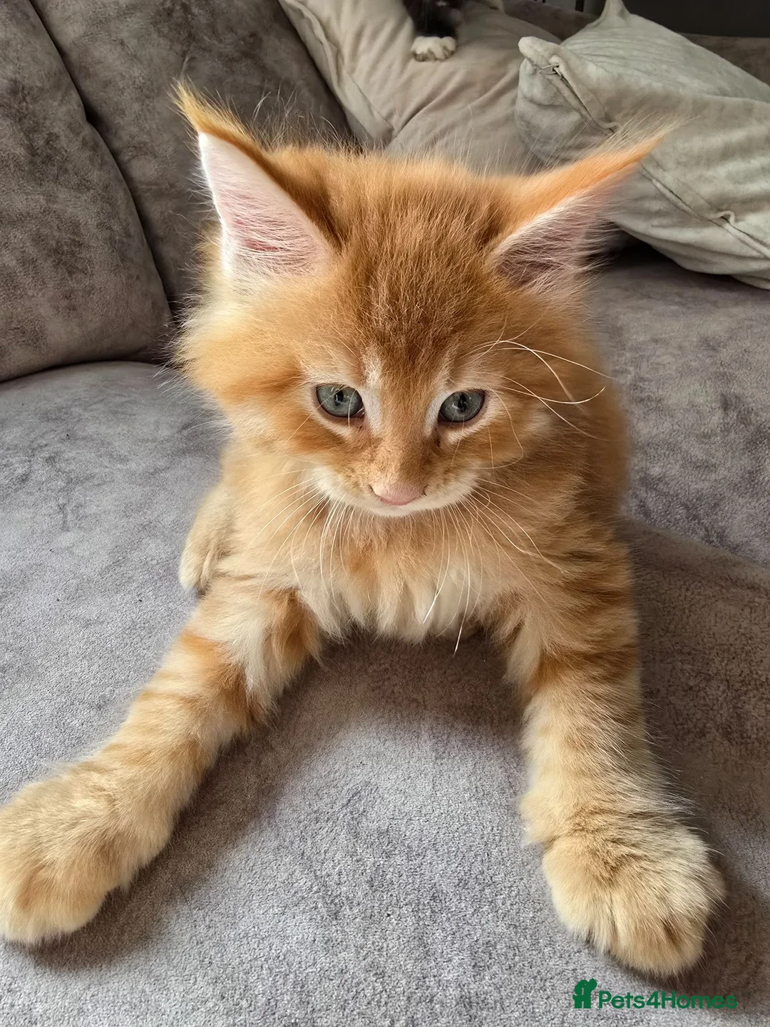 Maine Coon cats for sale: READY AUGUST- Tica Pedigree Maine Coons - Advert 2