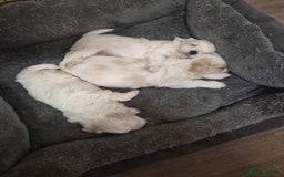 Bichon Frise dogs for sale: 4 boys and 1 girl. - Image 12
