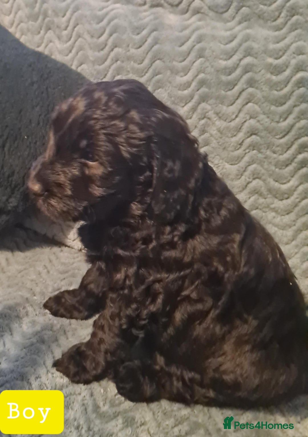 Labradoodle dogs for sale: Labradoodles Multigen - Family raised - Advert 4