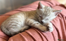 Bengal cats for sale: 💙Stunning Silver Mink Bengal TICA registered  - Image 2