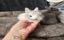 Netherland Dwarf rabbits for sale: Blue and Magpie boys - Advert 10