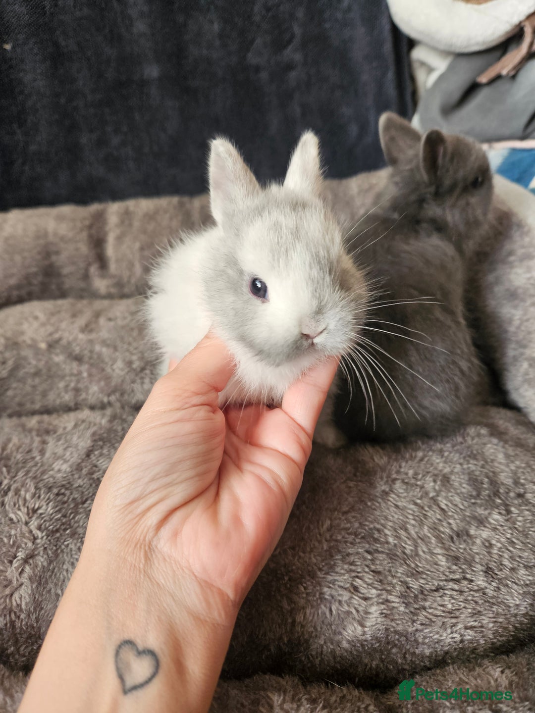 Netherland Dwarf rabbits for sale: Blue and Magpie boys - Advert 10