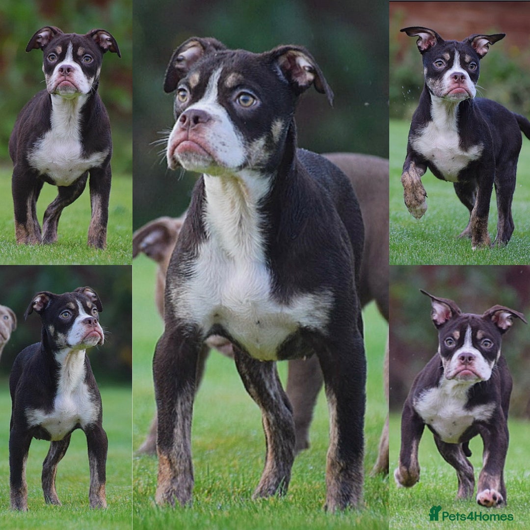 Olde English Bulldogge dogs for sale: COUNCIL APPROVED 5⭐️RATED.. 23 YEARS EXPERIENCE  - Advert 4