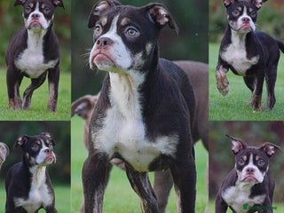 Olde English Bulldogge dogs COUNCIL APPROVED 5⭐️RATED.. 23 YEARS EXPERIENCE - Advert 6