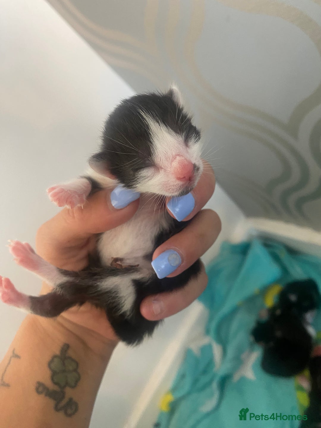 Mixed Breed cats for sale: Kittens  - Image 3