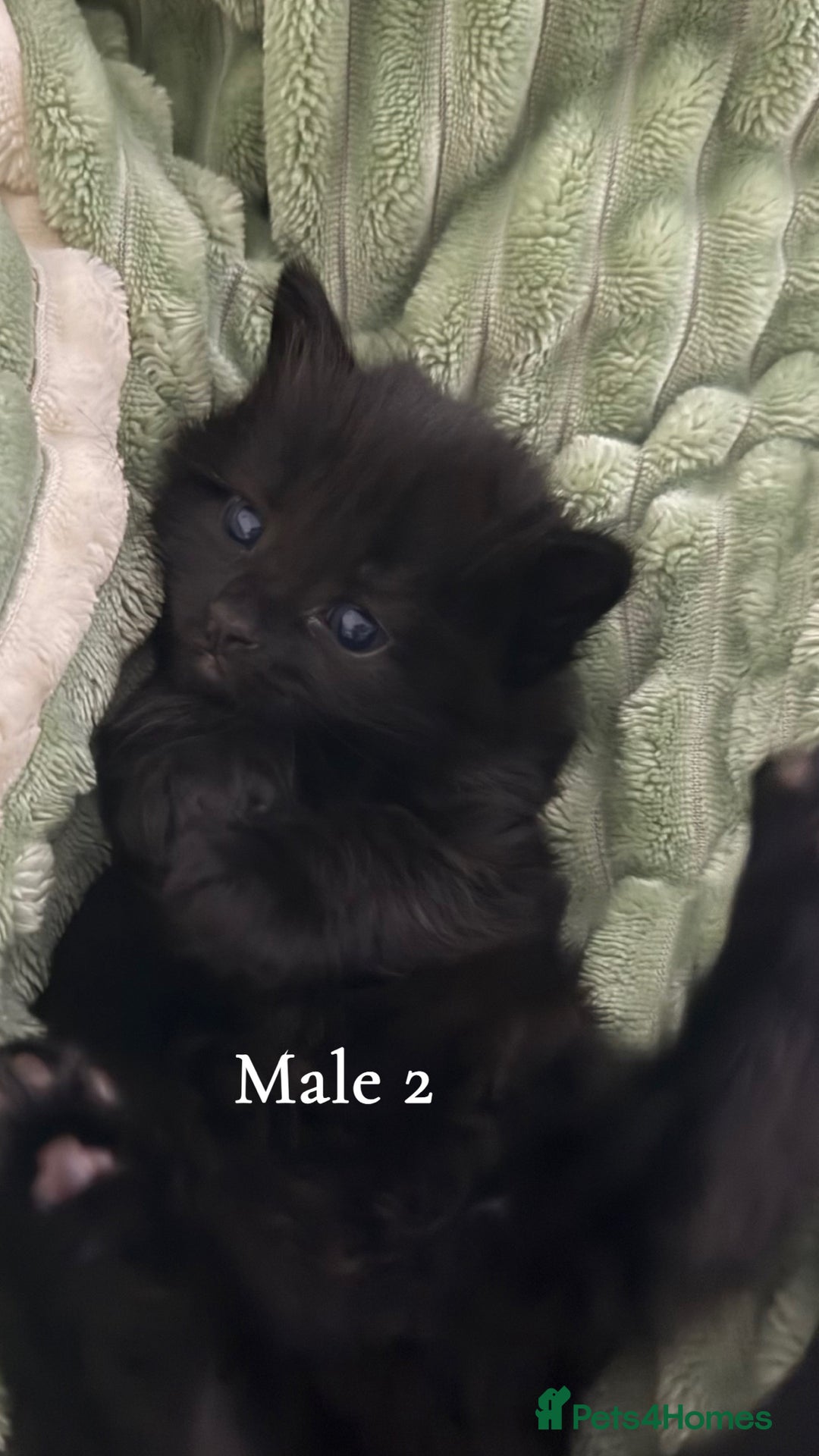 American Shorthair cats for sale: Mother and gorgeous kitties for sale🐾 - Advert 3