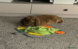 Mini Lop rabbits for sale: 2 Mini Lops For Sale  - Image 5