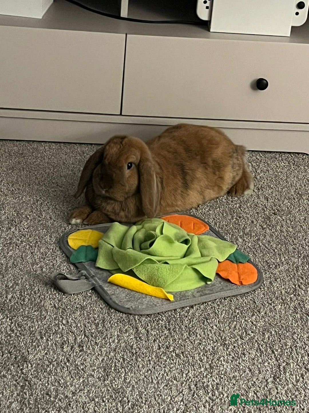 Mini Lop rabbits for sale: 2 Mini Lops For Sale  - Image 5
