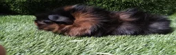 Guinea Pig rodents for sale: ABYSSINIAN BOYS - Advert 5