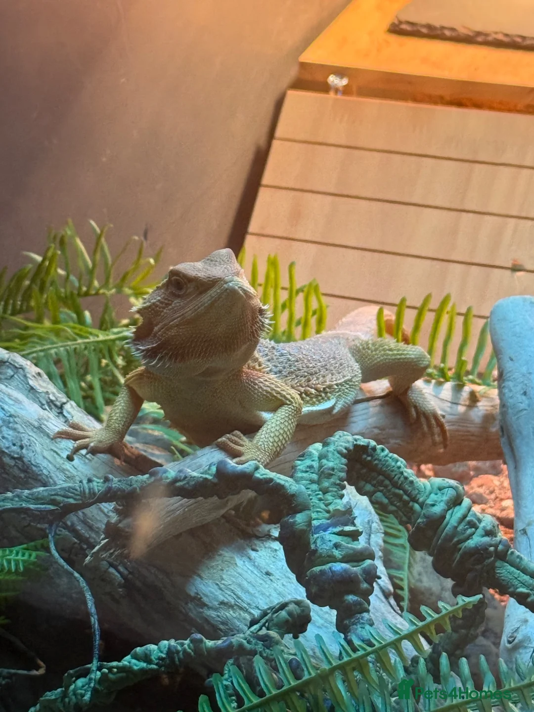 Bearded Dragon reptiles for sale: Male bearded dragon  in Birkenhead - Advert 5