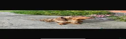 Miniature Dachshund dogs for sale: Miniature Dashchunds Puppies - Advert 9