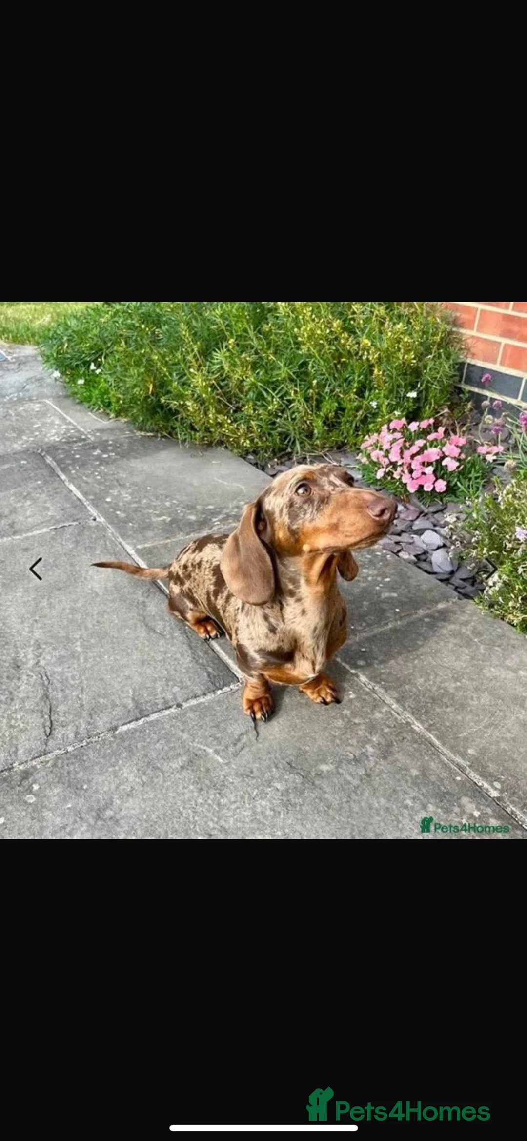Miniature Dachshund dogs for sale: Miniature Dashchunds Puppies - Advert 9