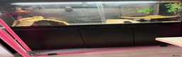 Bearded Dragon reptiles for sale: Bearded dragons  in Newport - Advert 2